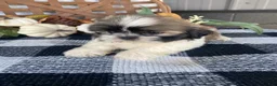 Shih Tzu dogs for sale: Leo - Ad 7