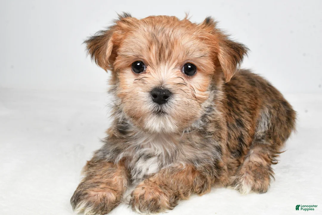 Morkie dogs for sale: Dustin - Ad 1
