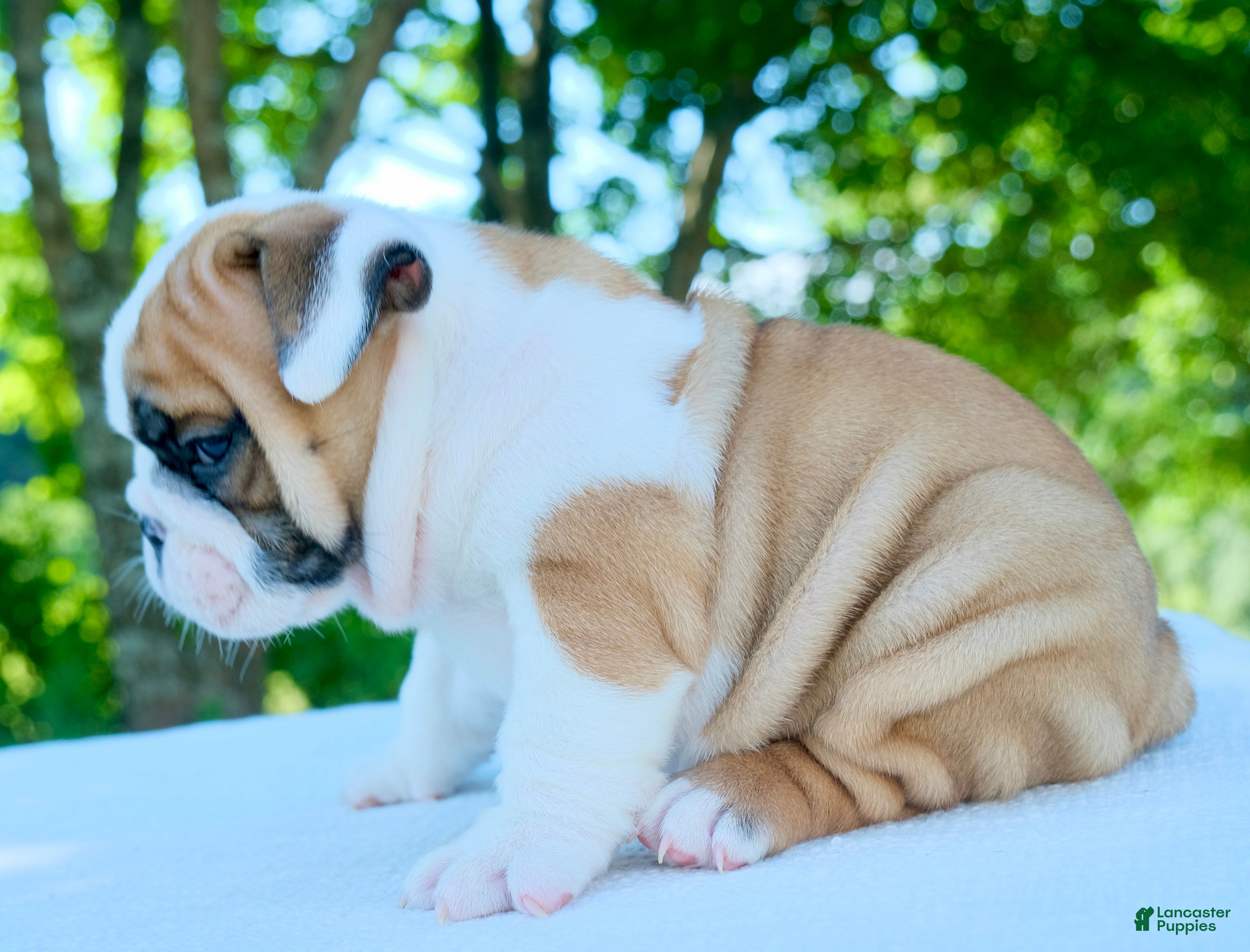 English Bulldog dogs Tucker - Ad 2
