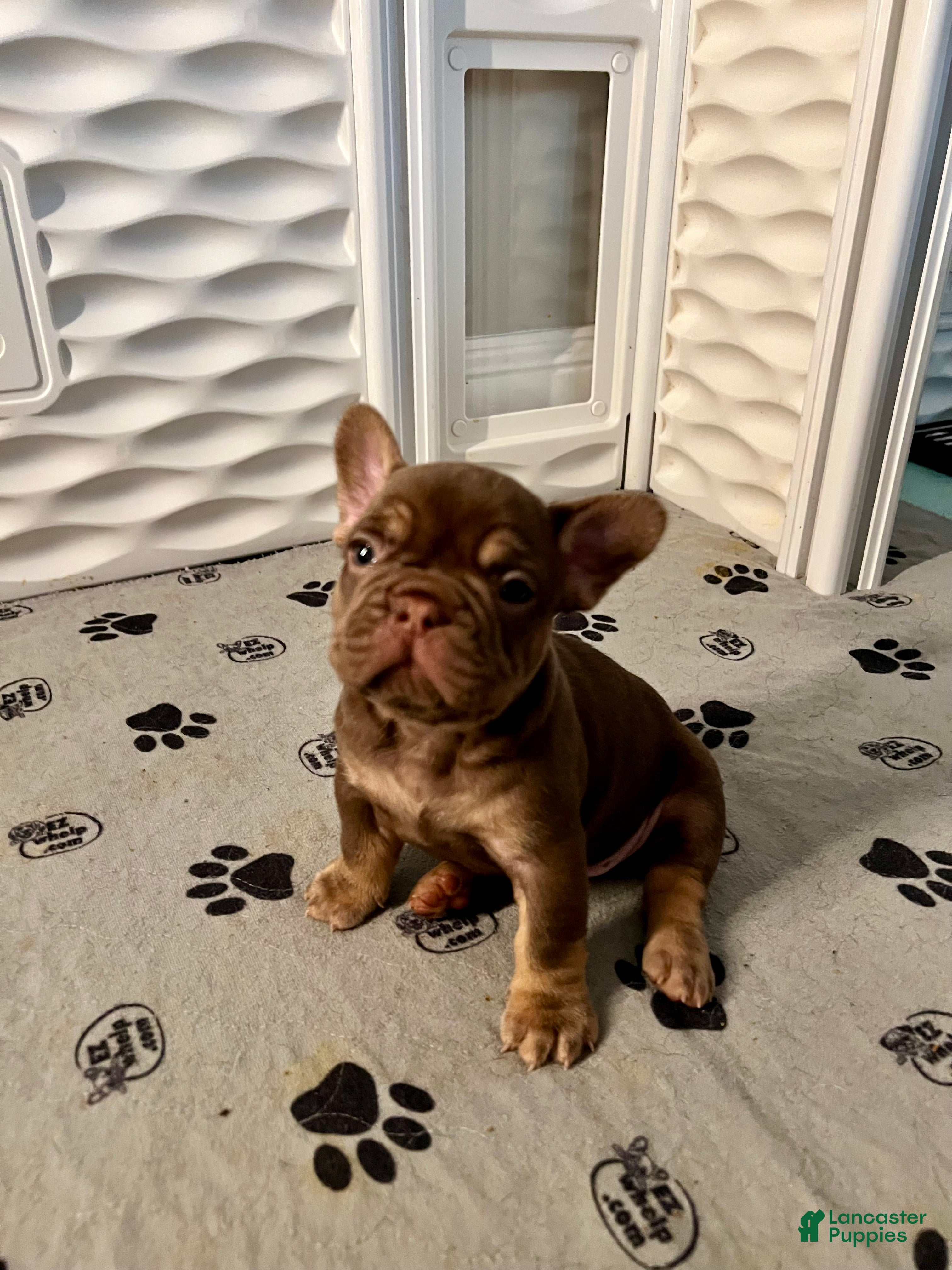 French Bulldog dogs Cinnamon - Ad 35