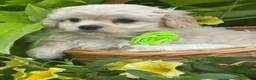Mixed Breed dogs for sale: Karmel - Ad 11
