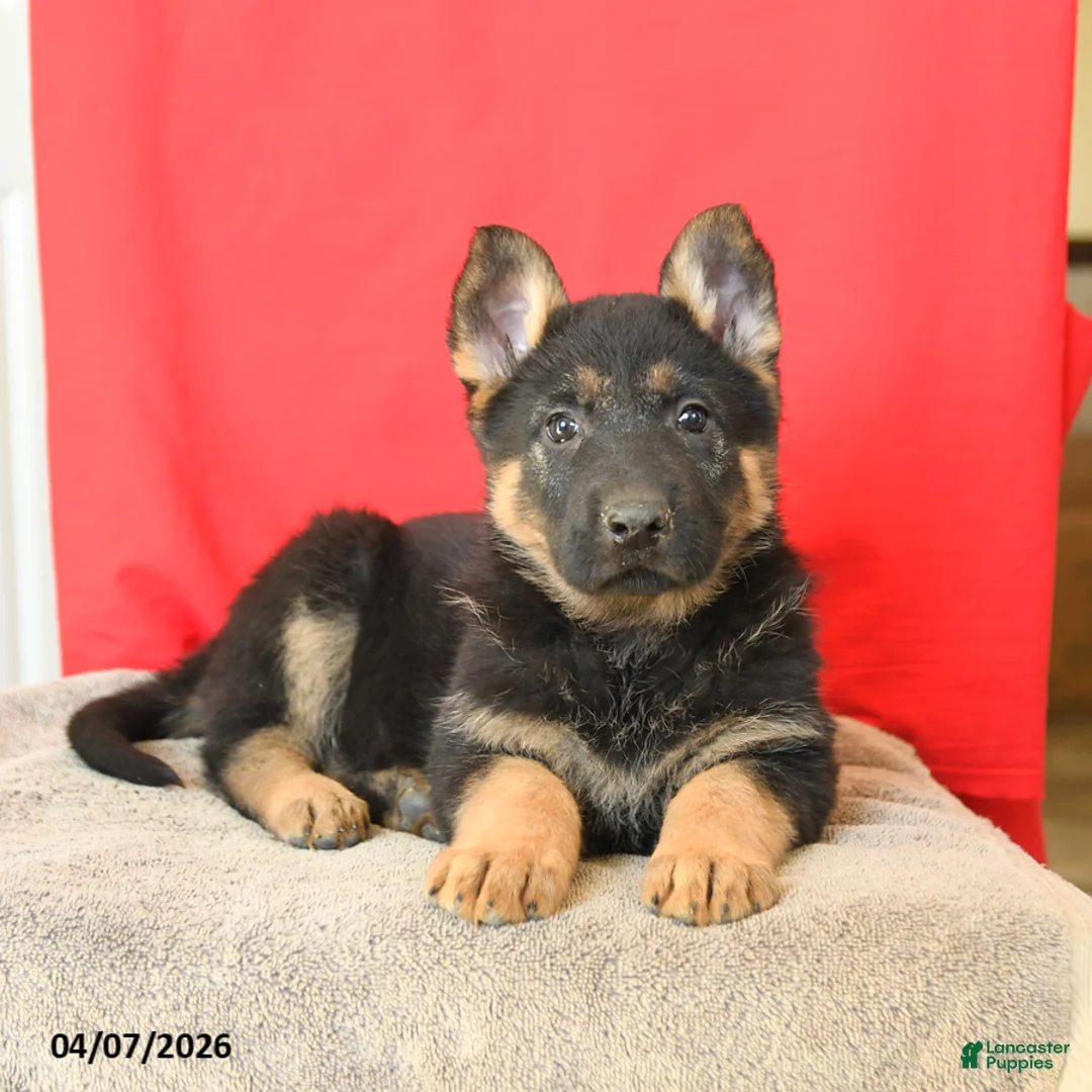 German Shepherd dogs for sale: Molly - Ad 3