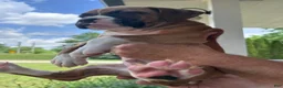 Boxer dogs for sale: Clovis  - Ad 9