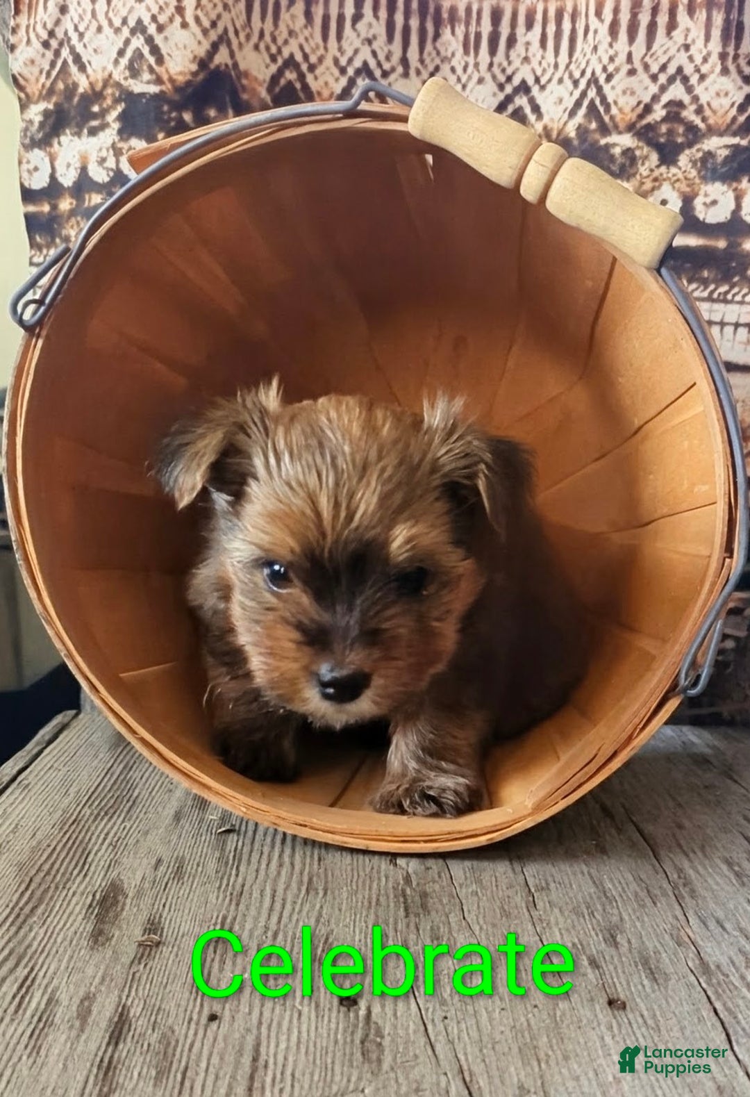 Yorkshire Terrier dogs for sale: Celebrate  - Ad 2