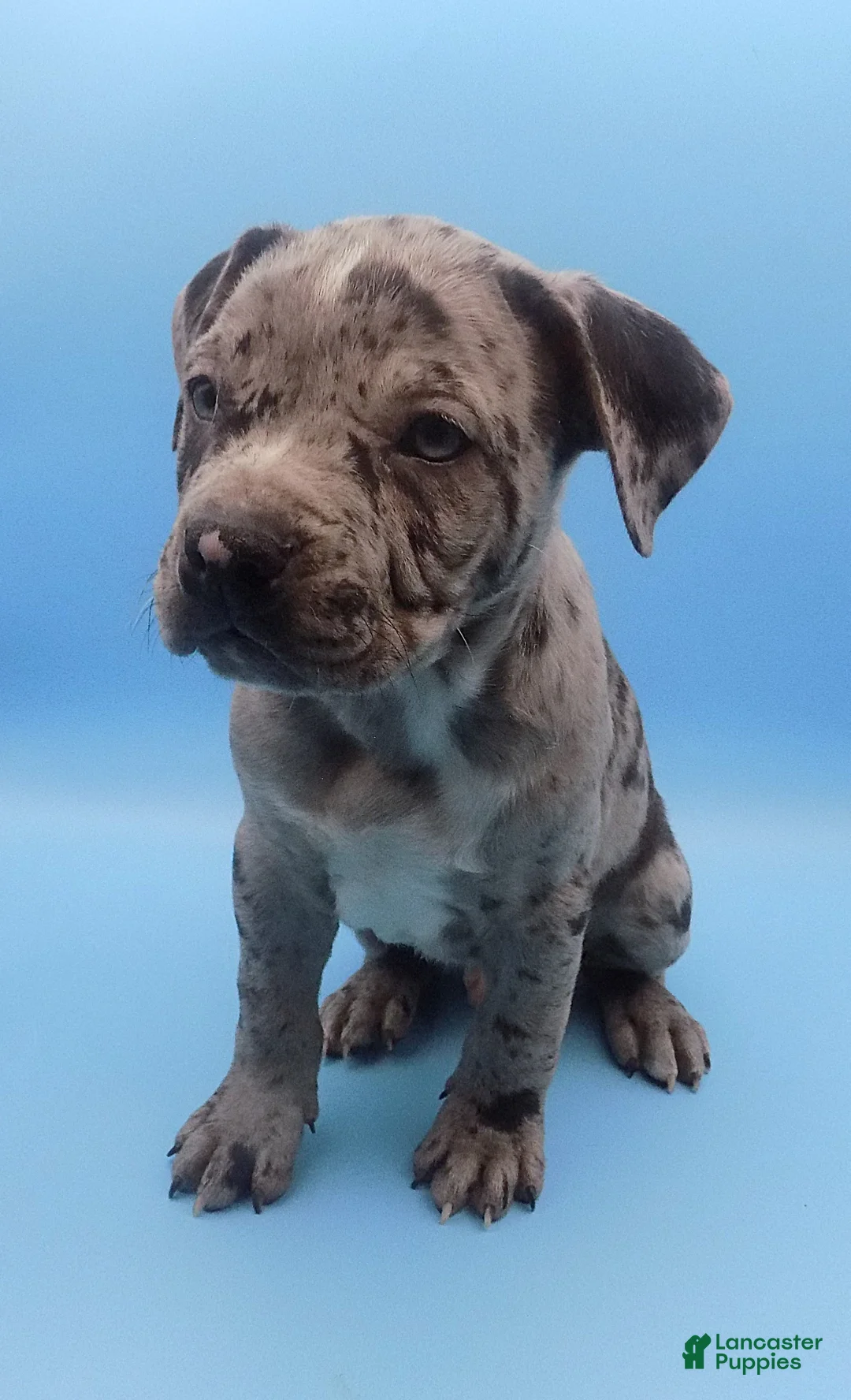 Mixed Breed dogs for sale: Merle - Ad 6