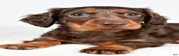Miniature Dachshund dogs for sale: Sonny  - Ad 6