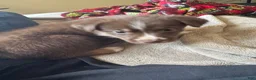 Mixed Breed dogs for sale: Mixed Breed Puppy 2 - Ad 1