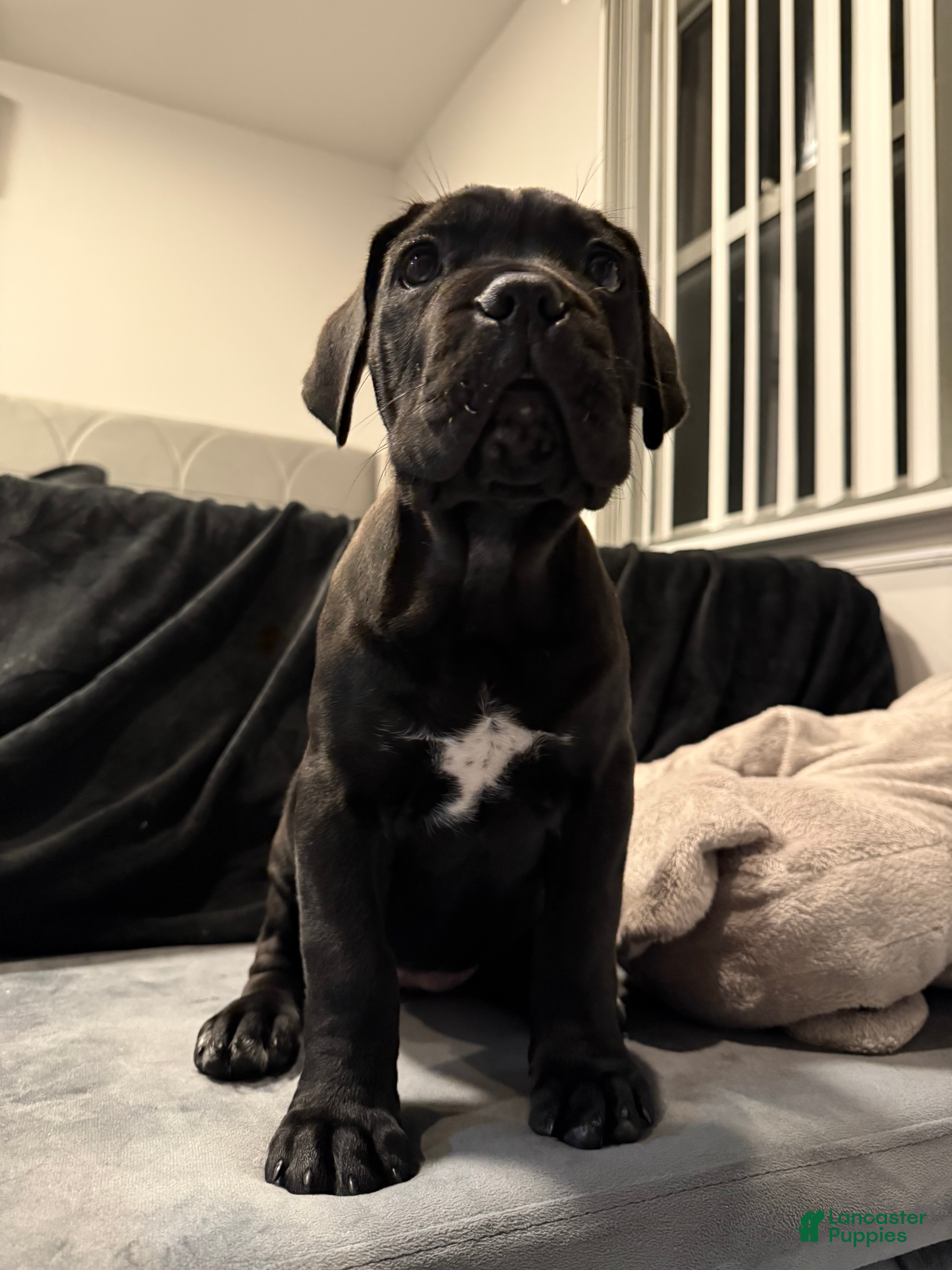 Cane Corso dogs Cane Corso Puppy 5 - Ad 6
