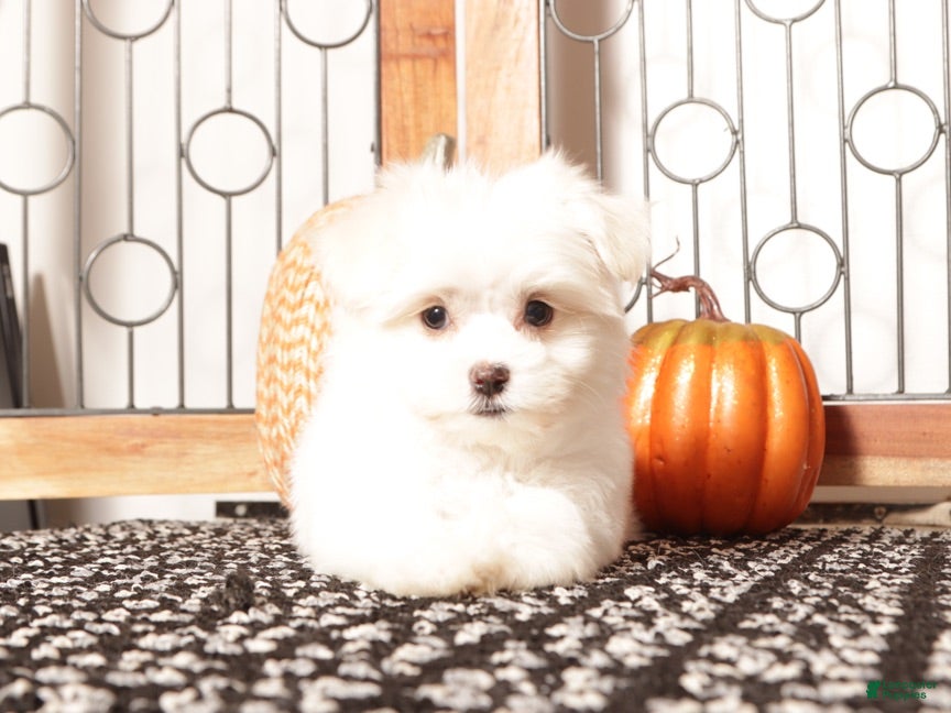 Havanese dogs Kelly Female Havanese Puppy  - Ad 1