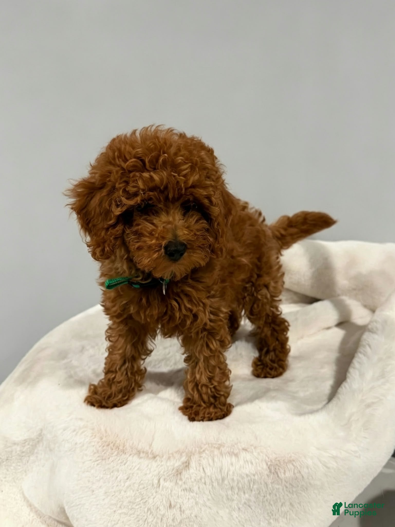 Toy Poodle dogs 🐶🐾Leo- AKC POTTY and Crate TRAINING 917-656-3567 (text) - Ad 1