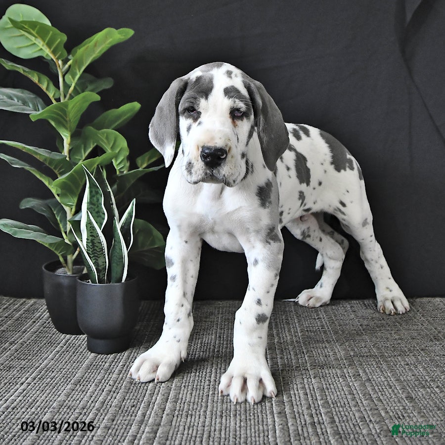Great Dane dogs Charles - Ad 2