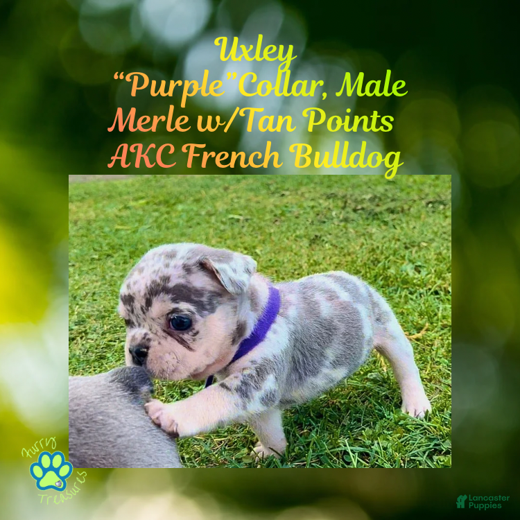 French Bulldog dogs Uxley “Purple”Collar, Male - Ad 22