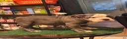 American Bully dogs for sale: American Bully 1 - Ad 11