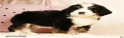 Bernedoodle dogs for sale: Sam - Ad 6