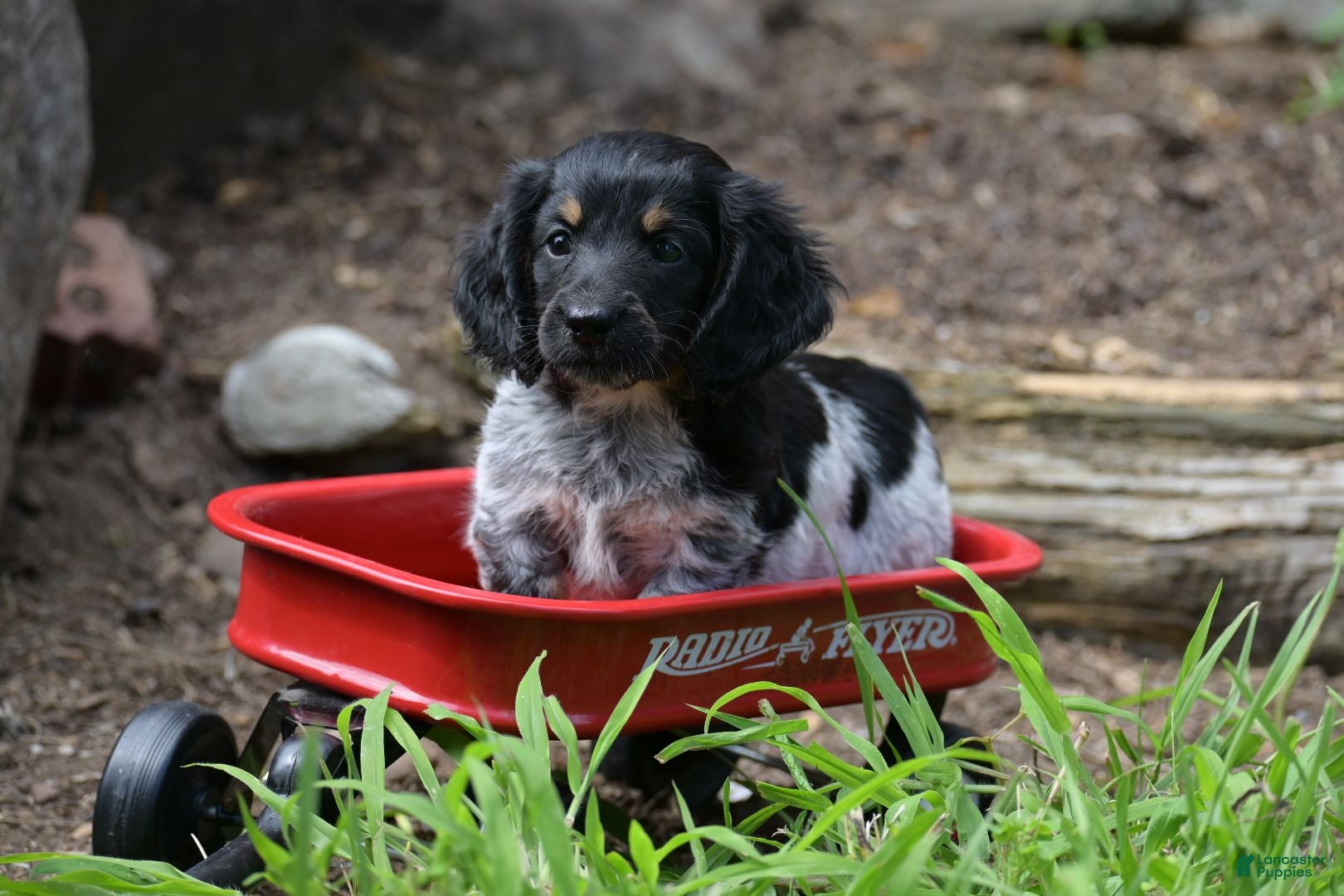 Miniature Dachshund dogs Max - Ad 1