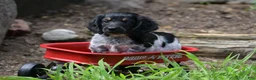 Miniature Dachshund dogs for sale: Max - Ad 1