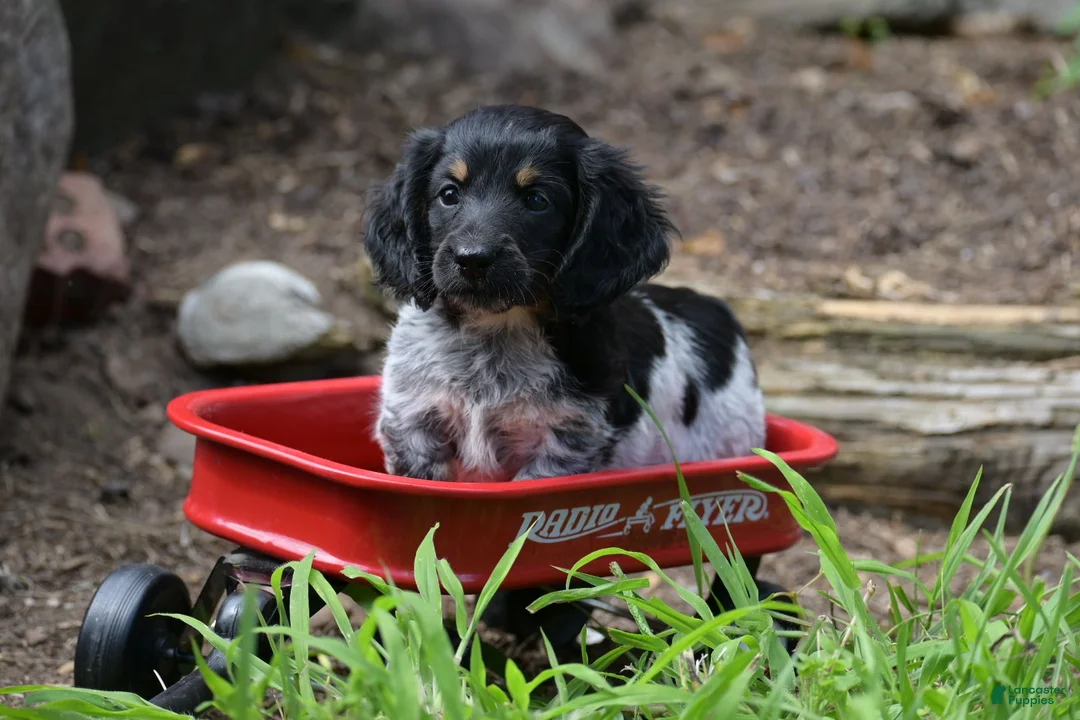 Miniature Dachshund dogs for sale: Max - Ad 1