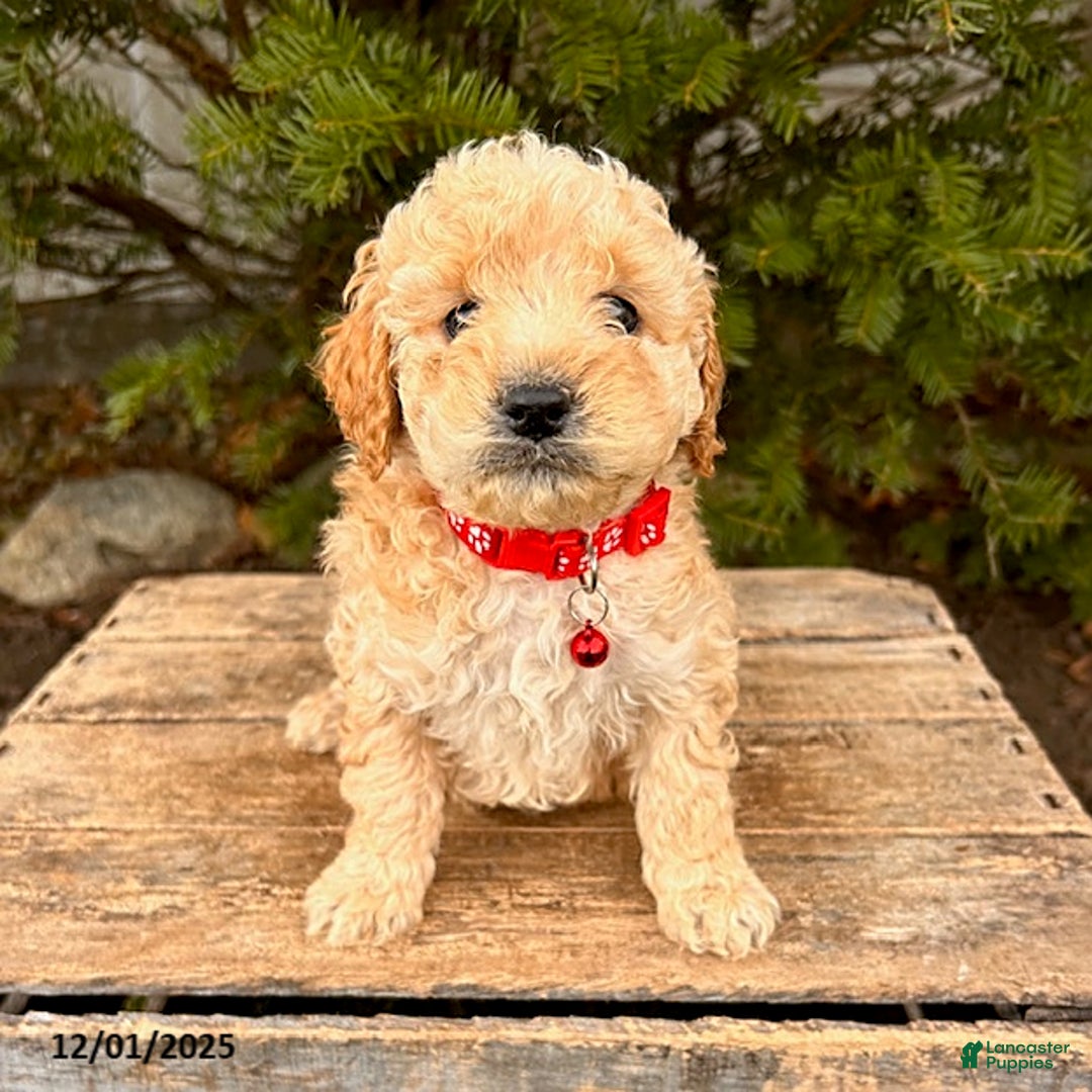 Cockapoo dogs for sale: Lila  - Ad 3