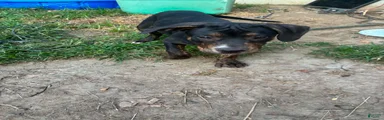 Pit Bull Terrier Male 1
