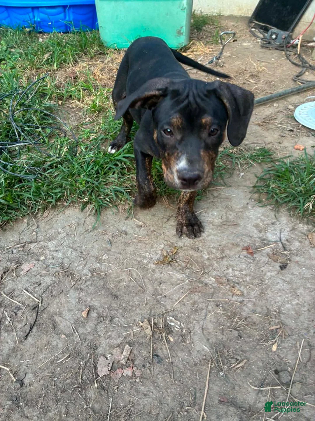 American Pit Bull Terrier dogs for sale: Pit Bull Terrier Male 1 - Ad 1