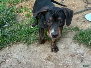 American Pit Bull Terrier dogs Pit Bull Terrier Male 1 - Ad 1