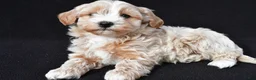 Maltipoo dogs for sale: Griffin - Ad 3