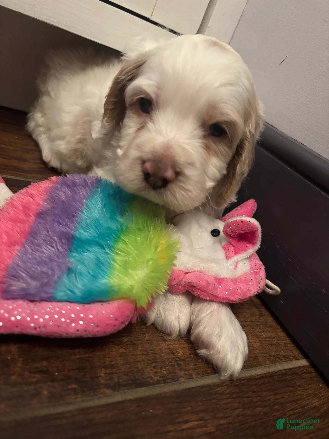 Cockapoo dogs for sale: Goliath  - Ad 3