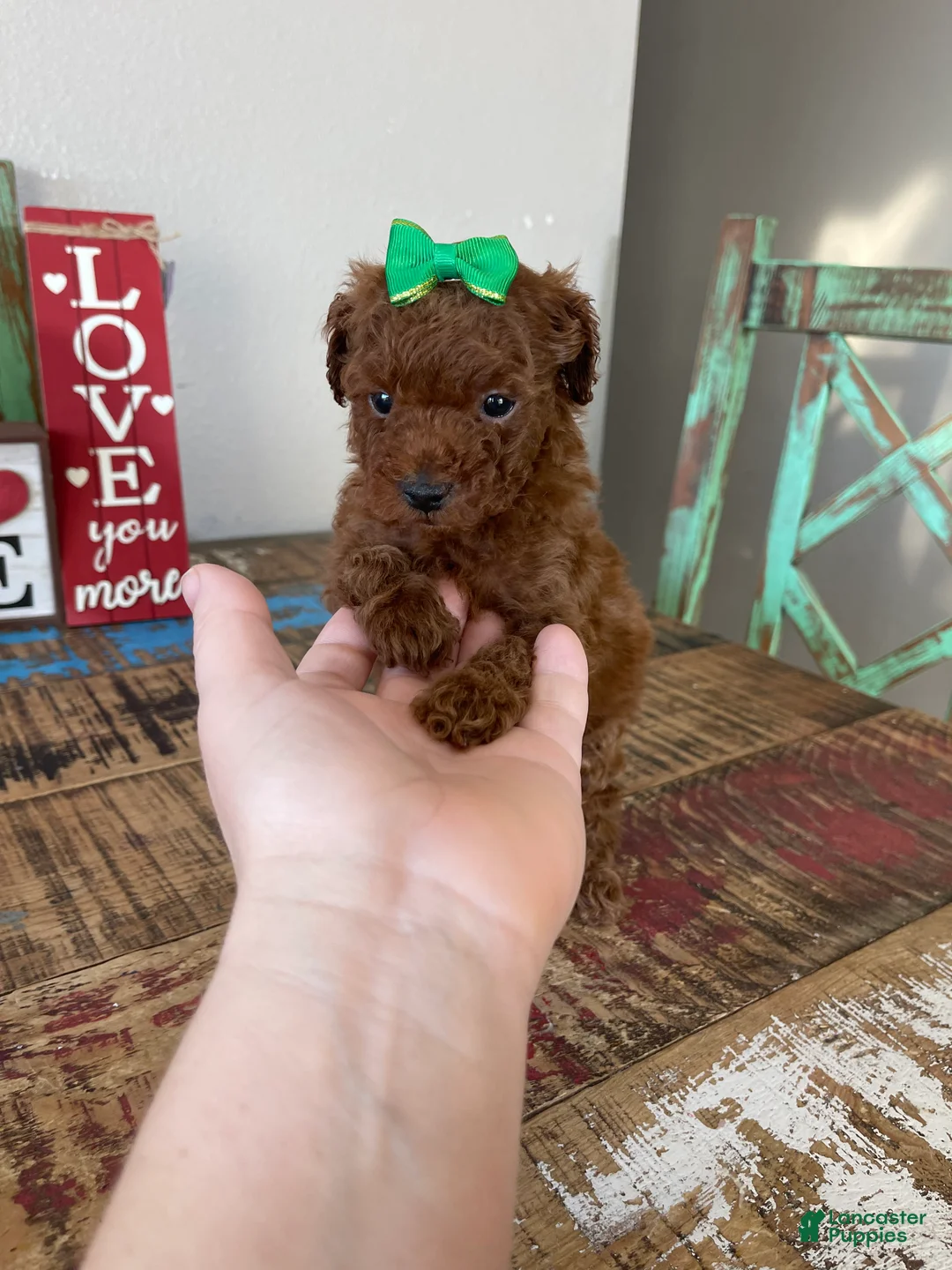 Toy Poodle dogs for sale: Akc Bred Color Red Green Bow - Ad 6