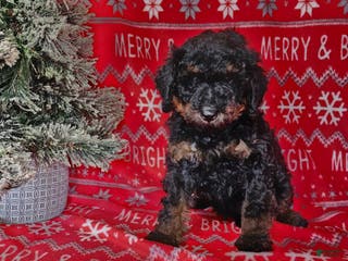 Mini Bernedoodle dogs Klaus - Ad 35