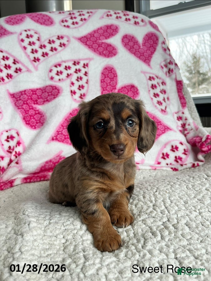 Miniature Dachshund dogs Sweet Rose - Ad 3