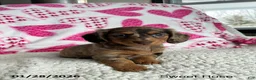 Miniature Dachshund dogs for sale: Sweet Rose - Ad 1