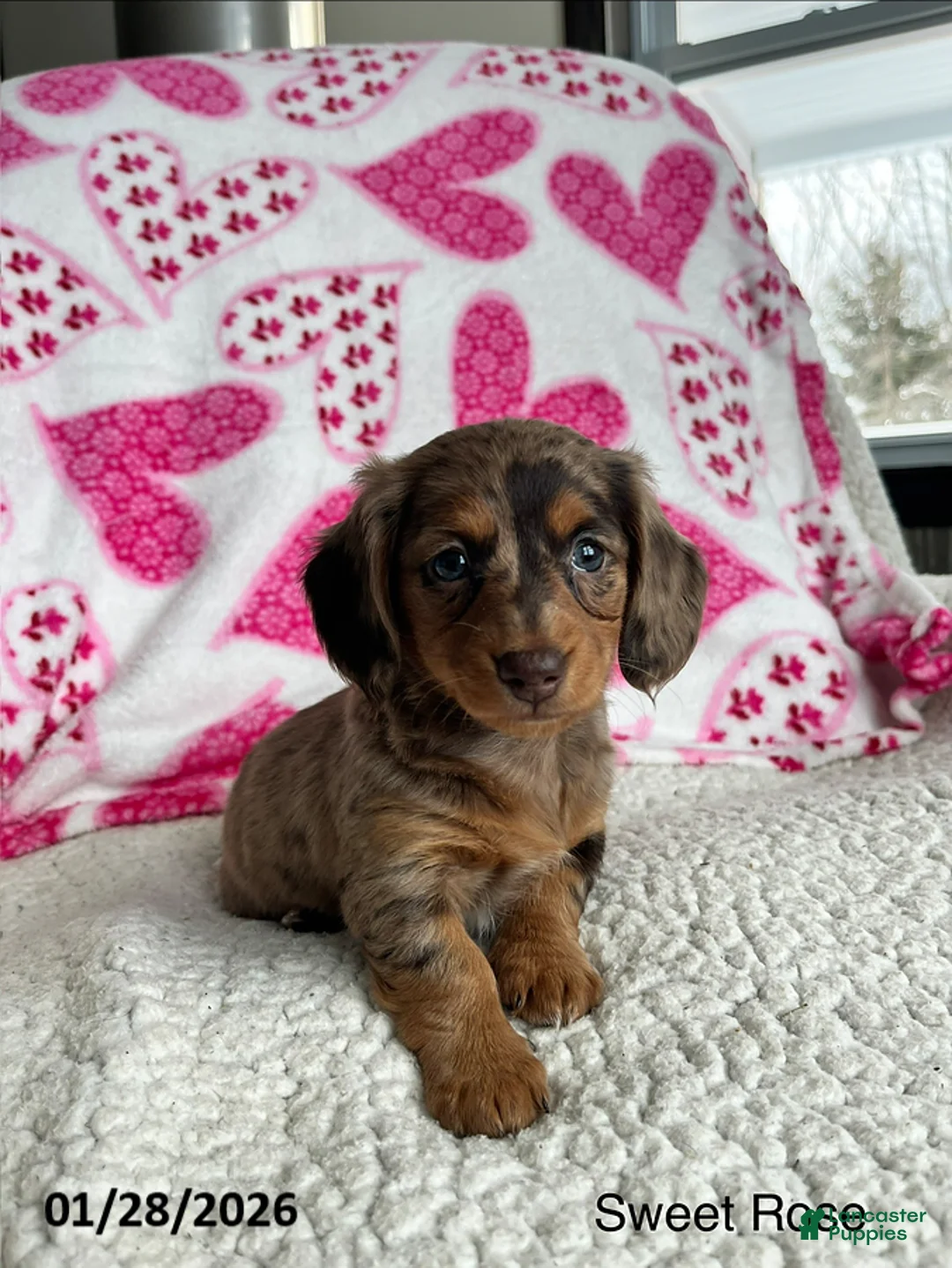 Miniature Dachshund dogs for sale: Sweet Rose - Ad 1