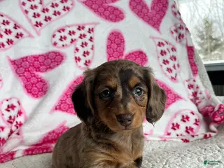 Miniature Dachshund dogs Sweet Rose - Ad 3