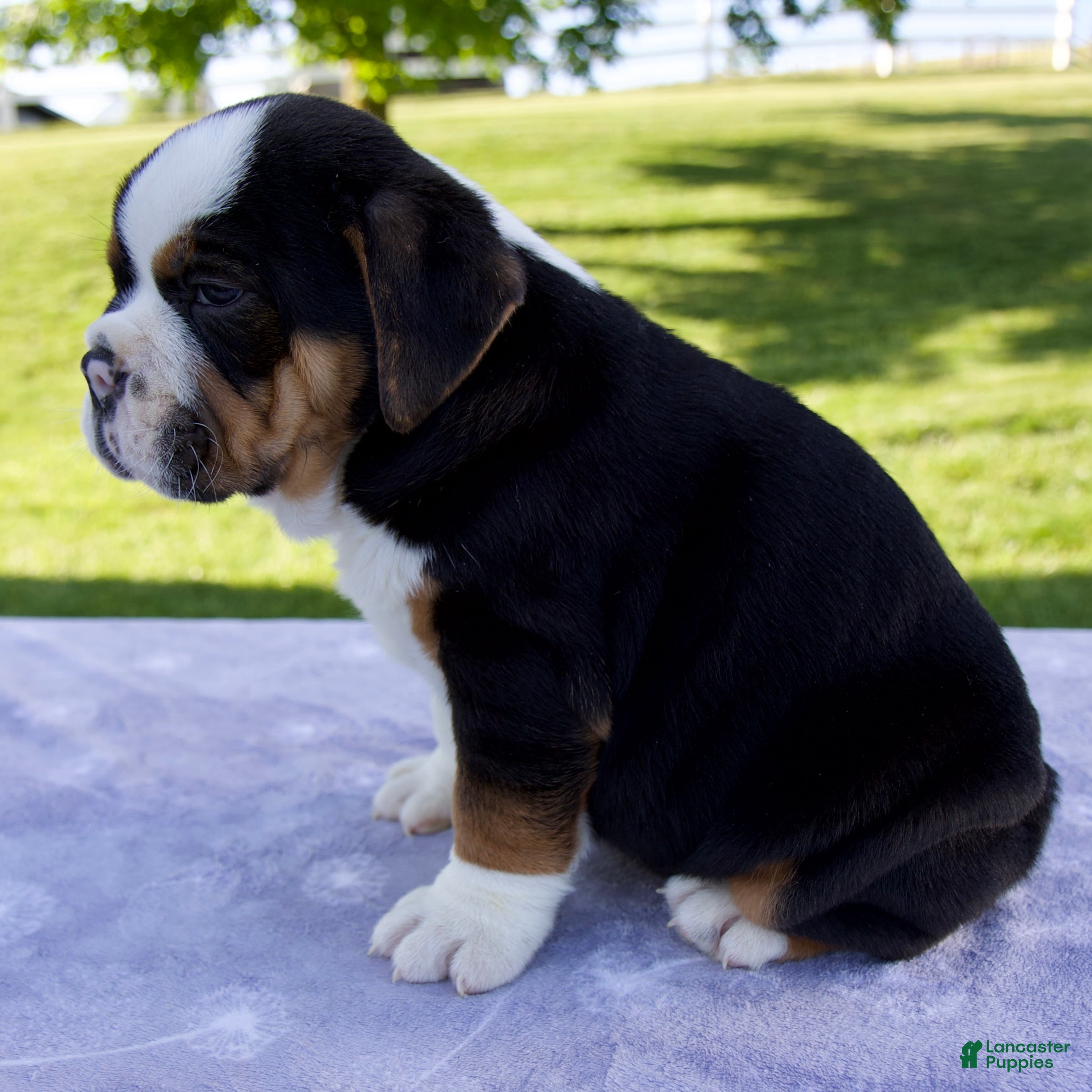 Beabull dogs for sale: Bruno - Ad 4