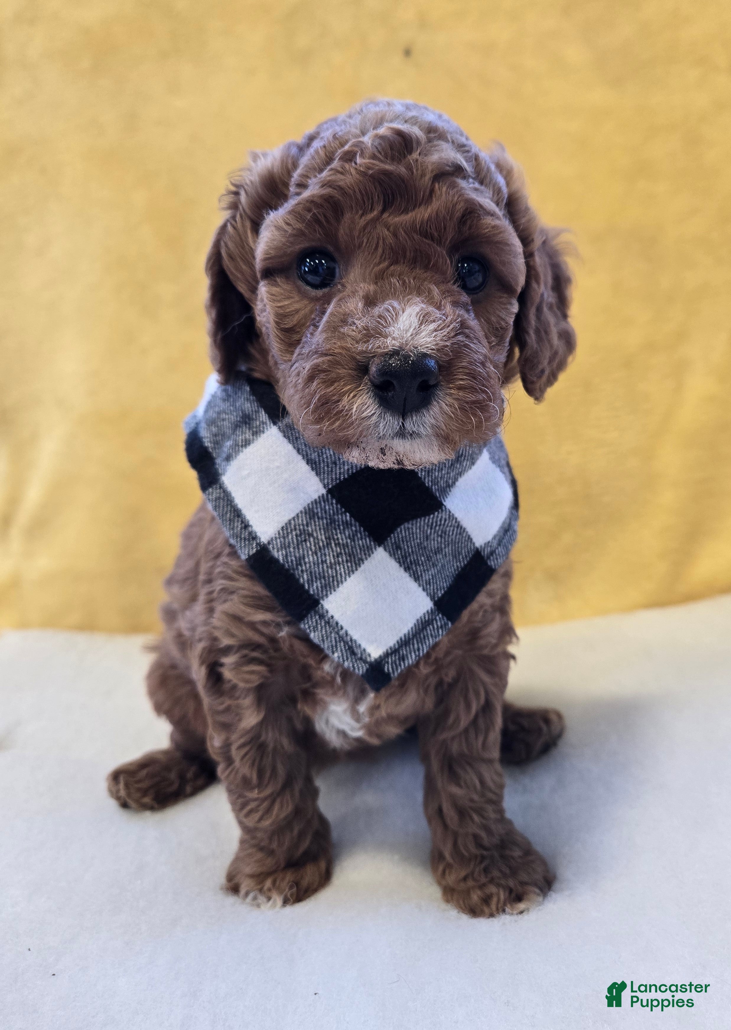 Mini Goldendoodle dogs Skylark  - Ad 1