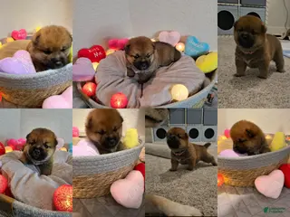 Shiba Inu dogs Momo - Ad 7