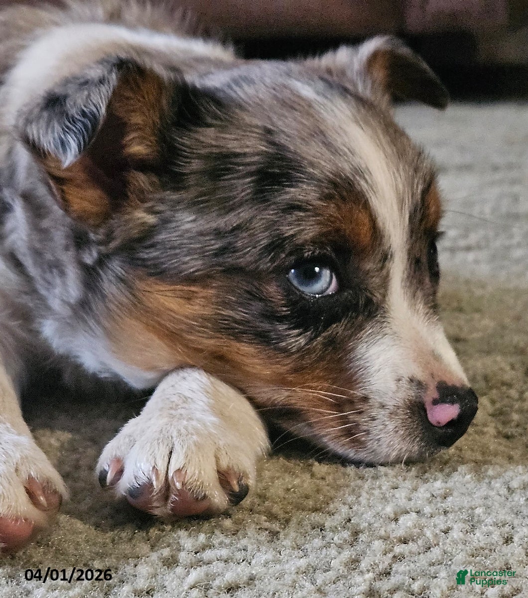 Mixed Breed dogs Trixy - Ad 2