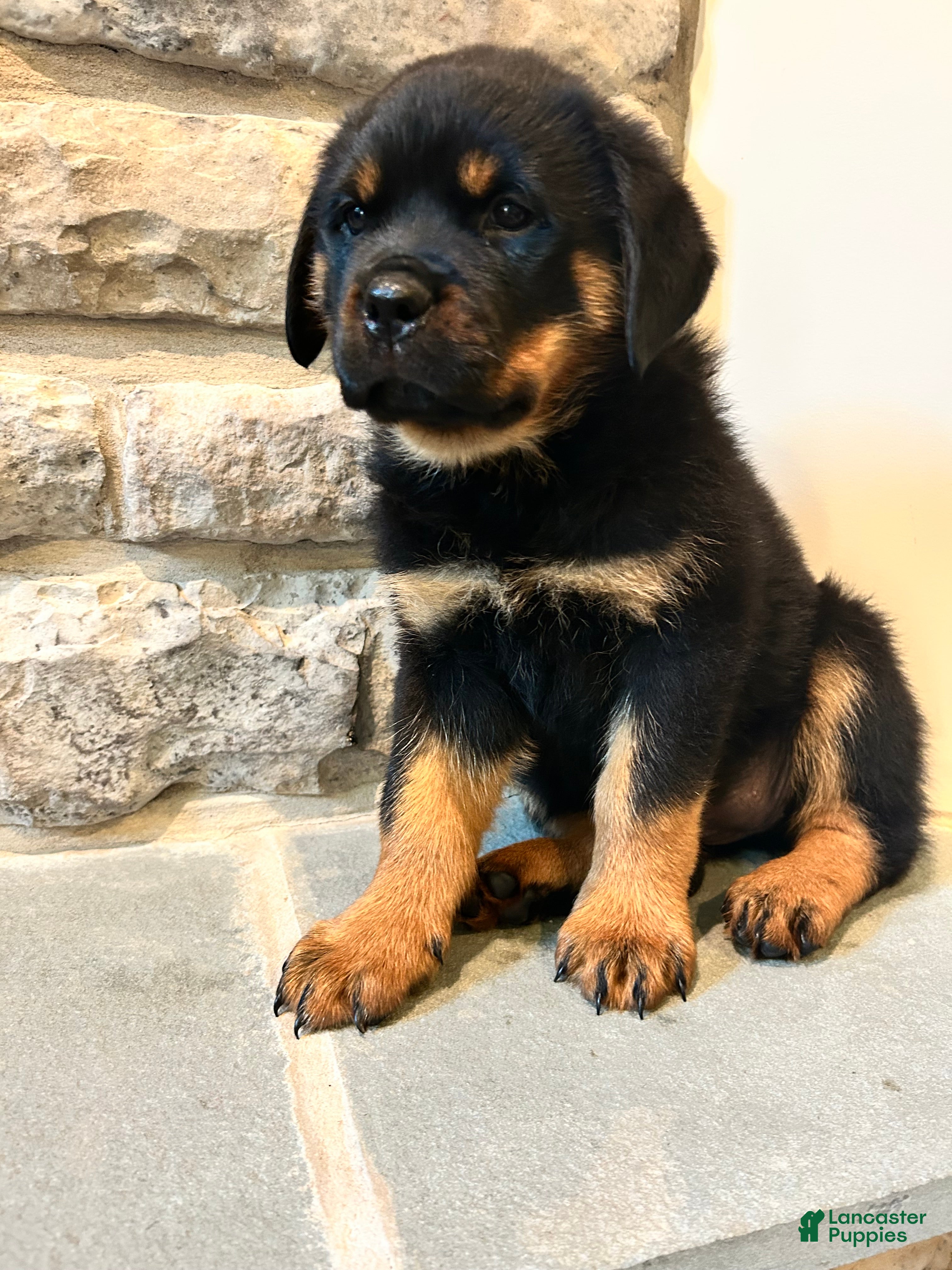 Rottweiler dogs Skittles - Ad 2
