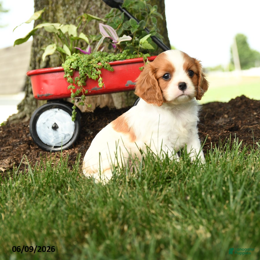 Cavalier King Charles Spaniel dogs Malachi - Ad 2