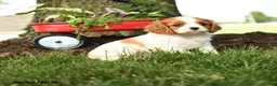 Cavalier King Charles Spaniel dogs for sale: Malachi - Ad 2