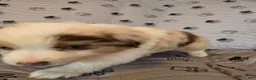 Miniature Australian Shepherd dogs for sale: Miniature Australian Shepherd Puppy 3 - Ad 5
