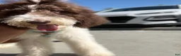 Standard Poodle dogs for sale: Horse - Ad 1