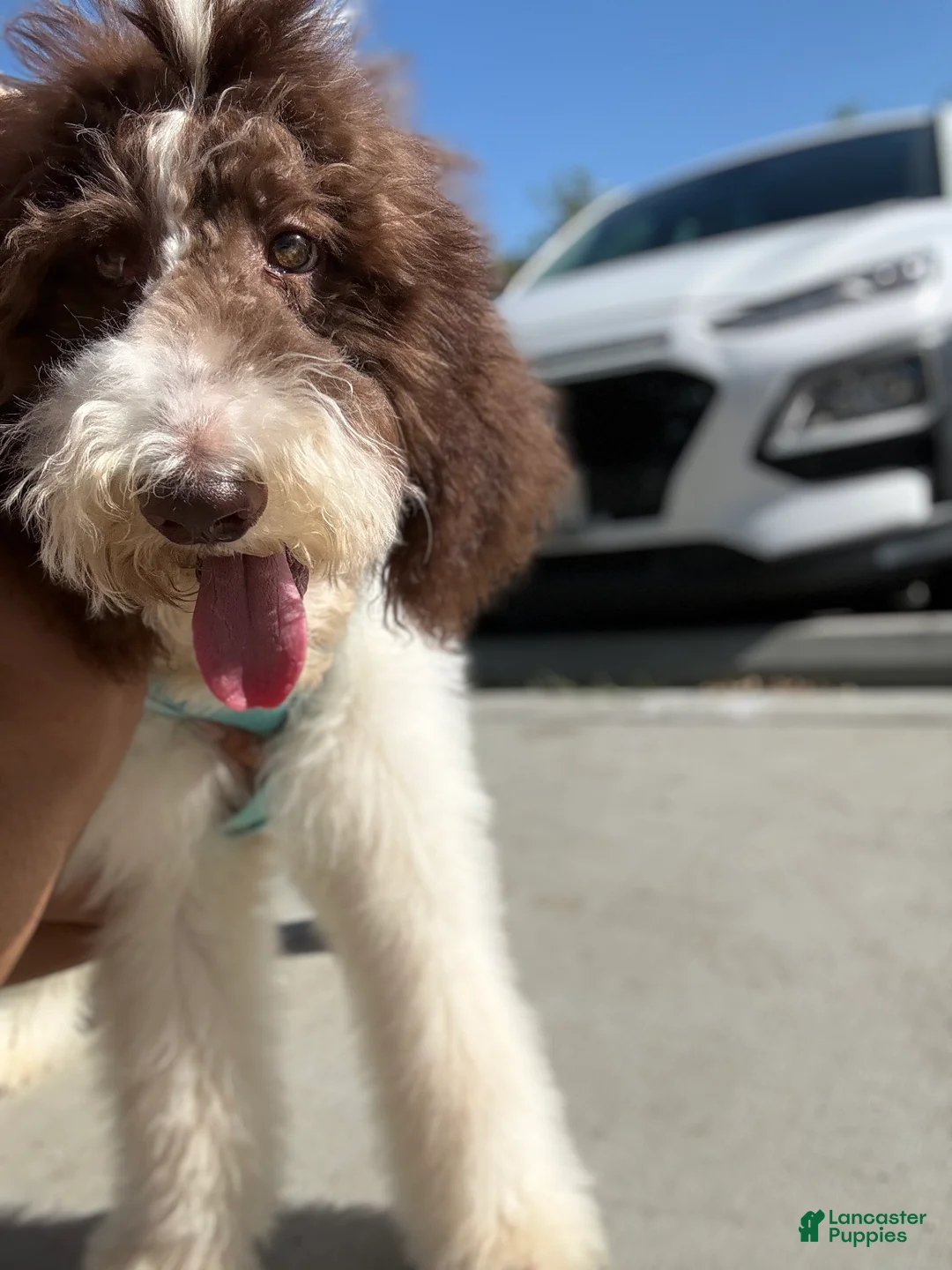 Standard Poodle dogs for sale: Horse - Ad 1