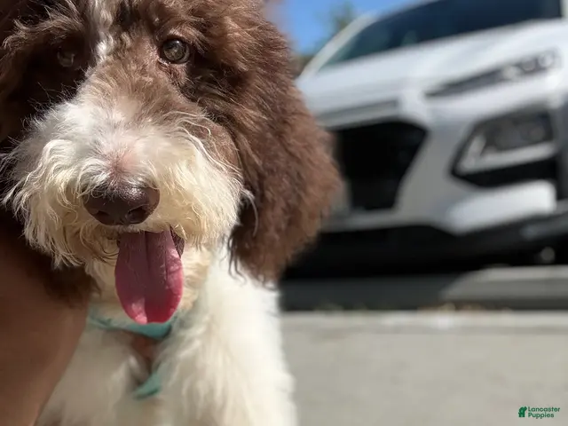 Standard Poodle dogs Horse - Ad 42