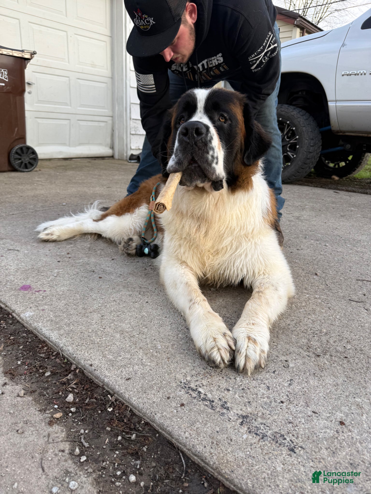 Saint Bernard dogs Saint Bernard Puppy 1 - Ad 22