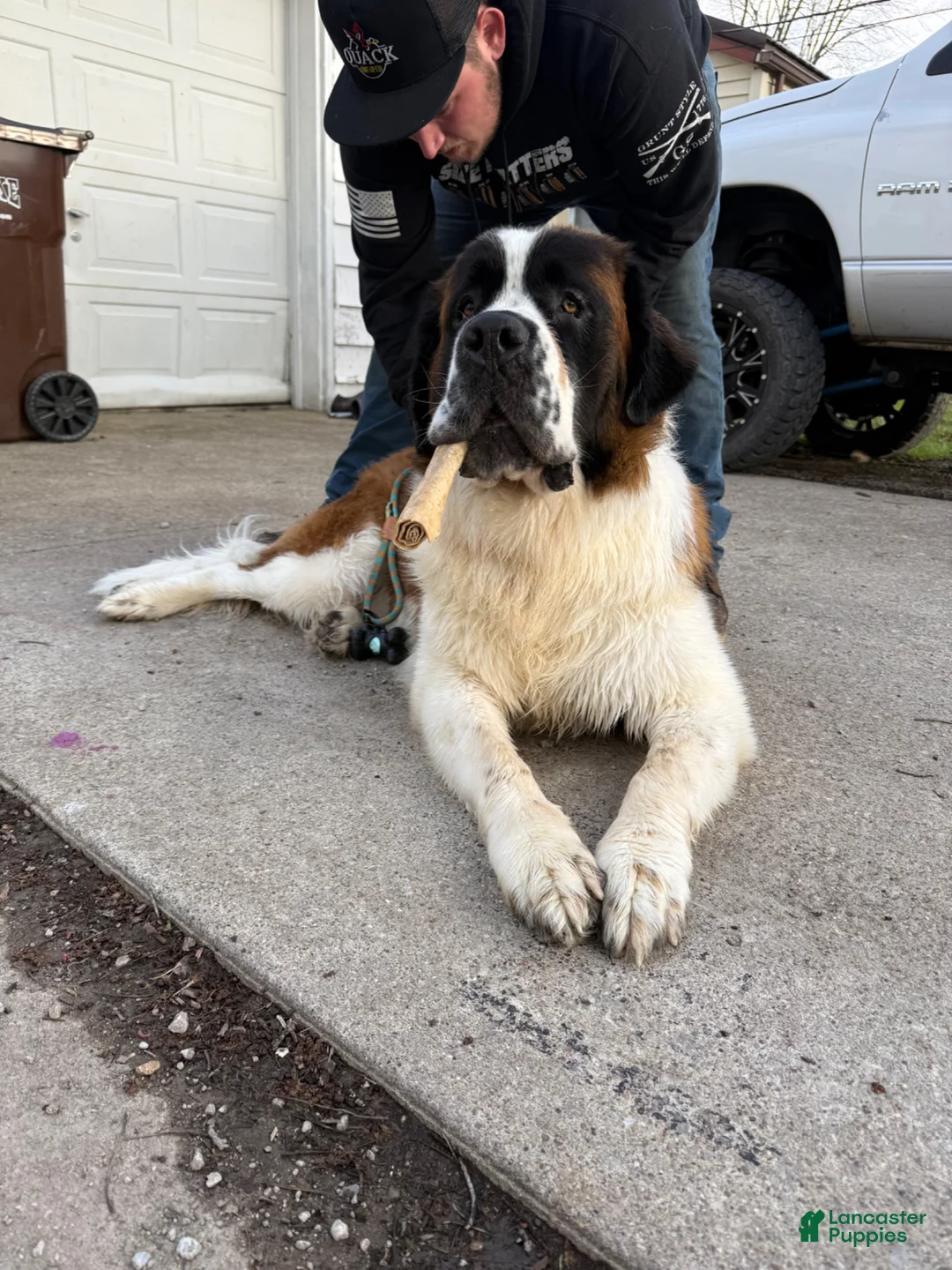 Saint Bernard dogs for sale: Saint Bernard Puppy 1 - Ad 1