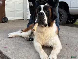 Saint Bernard dogs Saint Bernard Puppy 1 - Ad 22