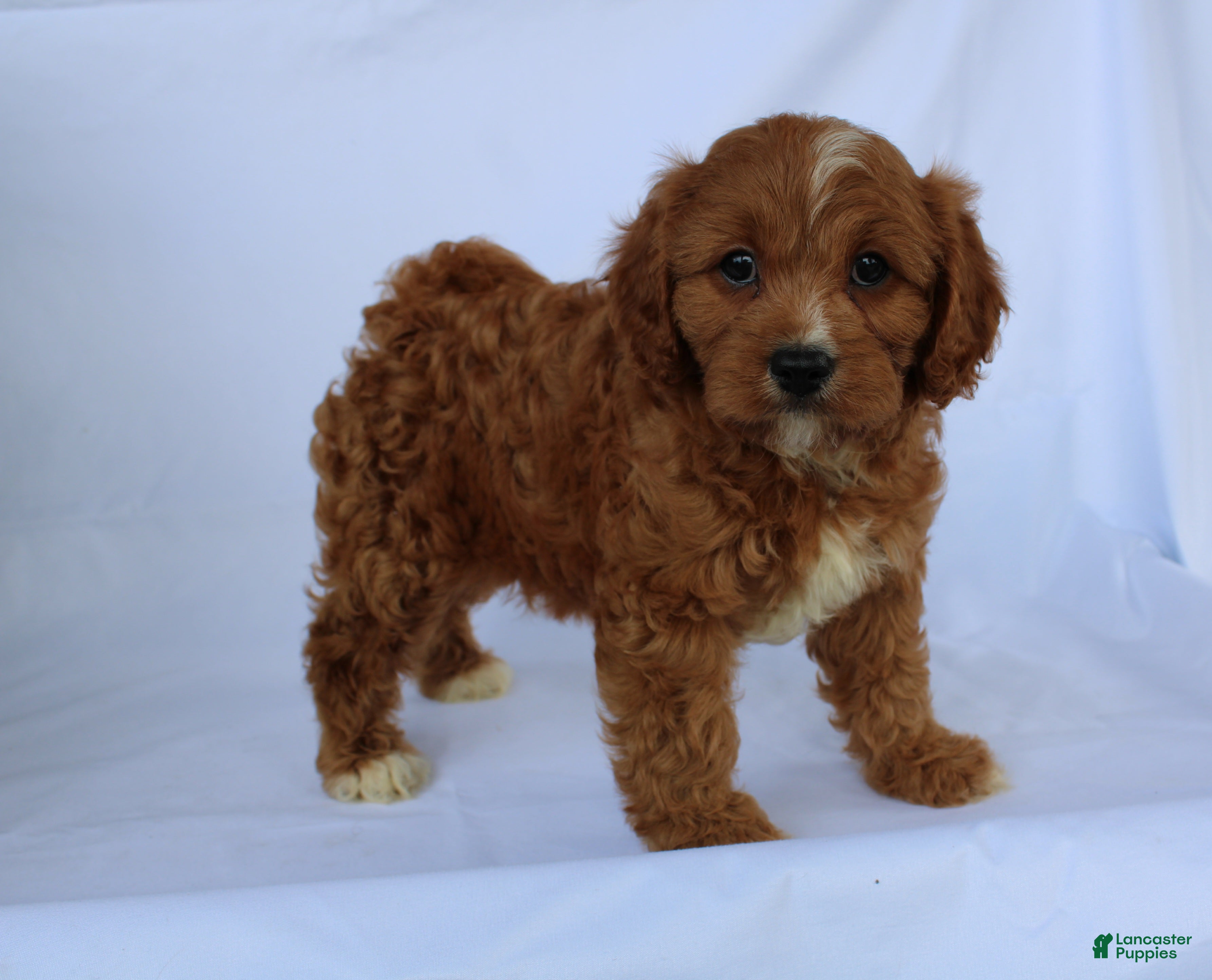 Cavapoo dogs Sam - Ad 1