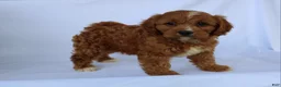 Cavapoo dogs for sale: Sam - Ad 1