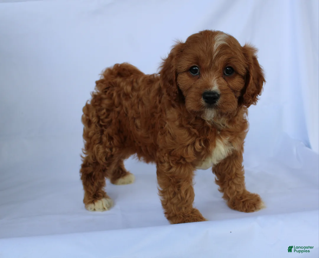 Cavapoo dogs for sale: Sam - Ad 1